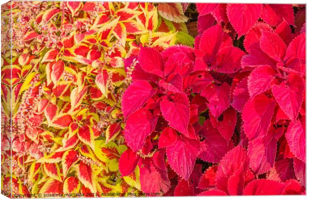 close-up of colored leaves of the Coleus Canvas Print by susanna mattioda