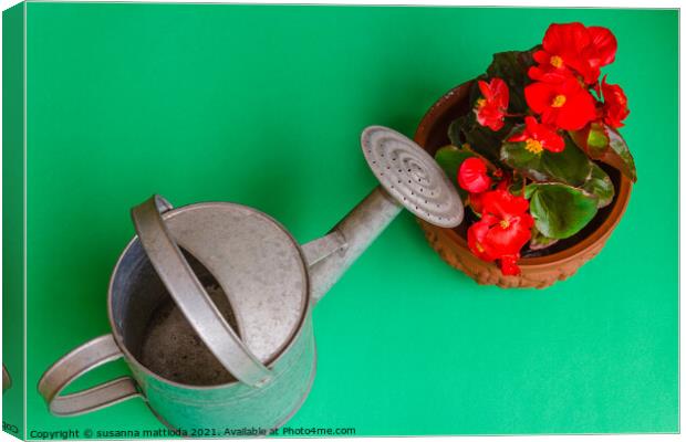 A flowered red begonia Canvas Print by susanna mattioda