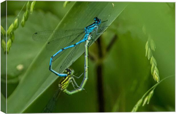 Damselflies  Canvas Print by Sam Owen