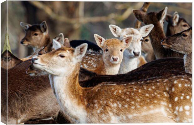 Holkham hall fallow deer Canvas Print by Sam Owen