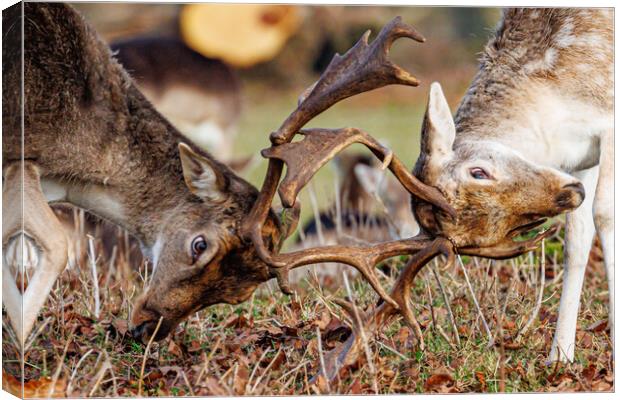 Rutting fallow deer at Holkham  Canvas Print by Sam Owen