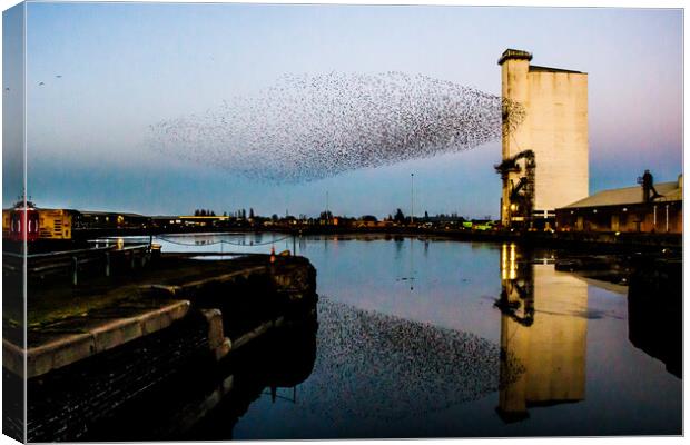 Starling murmuration  Canvas Print by Sam Owen