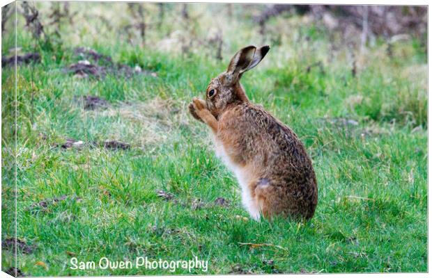 A beautiful Hare Canvas Print by Sam Owen