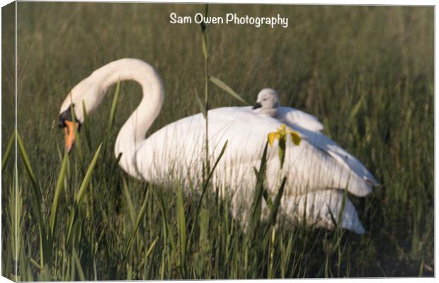 Hitching a ride with mum.  Canvas Print by Sam Owen