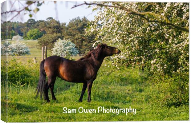A Dartmoor pony standing amongst blossom Canvas Print by Sam Owen