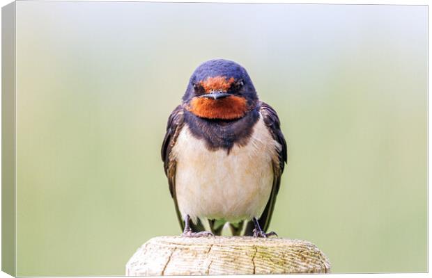 A close-up of a beautiful swallow Canvas Print by Sam Owen