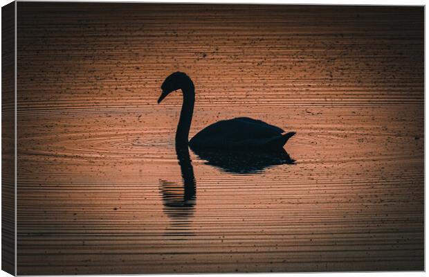 Swan Canvas Print by Sam Owen