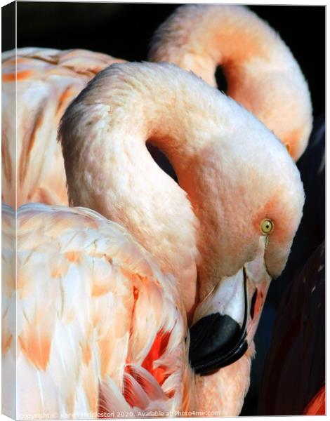 Flamingos  Canvas Print by Karen Hiddleston