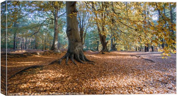 Autumn Trees Canvas Print by Tom Curtis