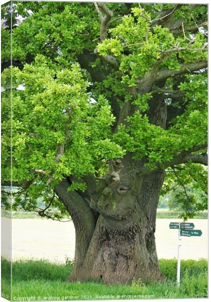 Ancient Oak Canvas Print by andrew gardner