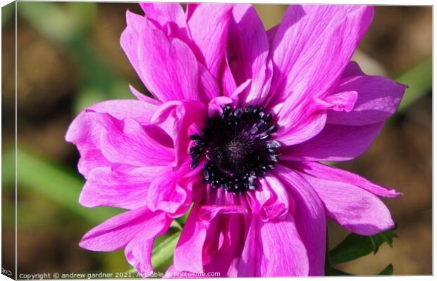 Pink Anemone Canvas Print by andrew gardner
