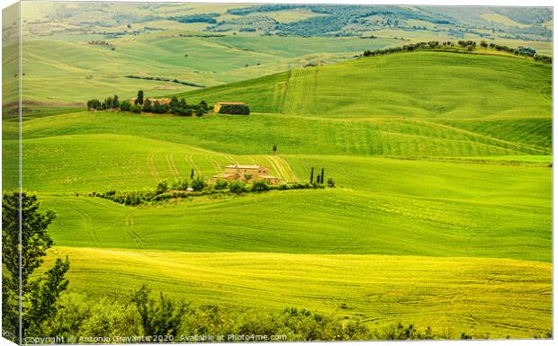 Typical landscape of the Tuscan hills in Italy Canvas Print by Antonio Gravante