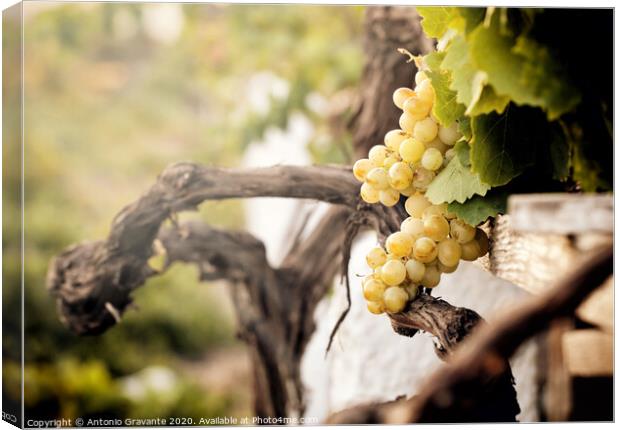 Bunch of white grapes in the vineyard  Canvas Print by Antonio Gravante