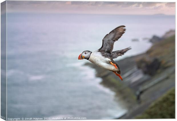 Puffin in flight  Canvas Print by Dinah Haynes