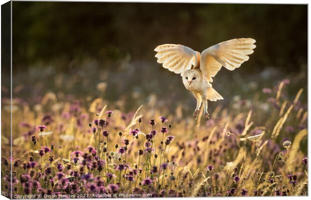 Barn Owl flight over meadow Canvas Print by Dinah Haynes