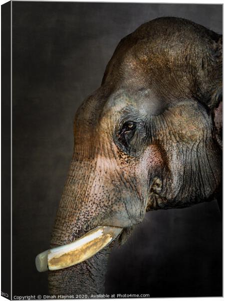 Thai Rescue Elephant Canvas Print by Dinah Haynes