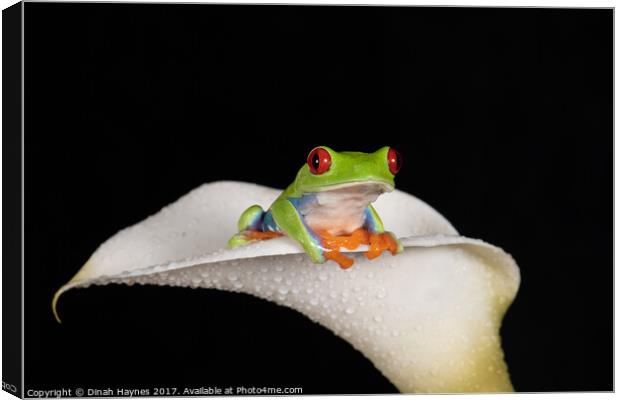 Red Eyed Tree Frog Canvas Print by Dinah Haynes