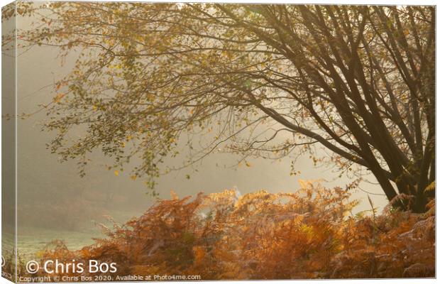 Misty Autumn Morning Canvas Print by Chris Bos