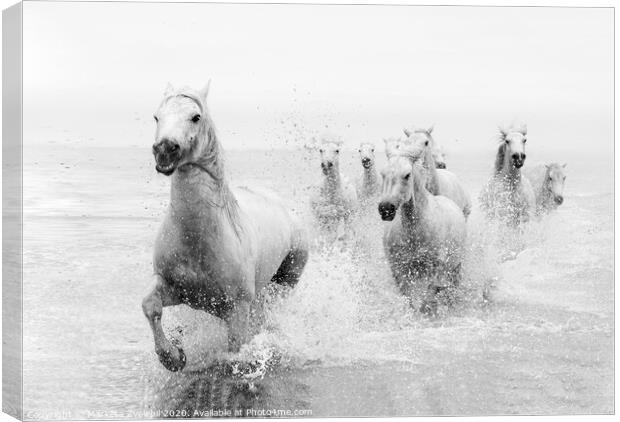 Galloping through the Sea Canvas Print by Marketa Zvelebil