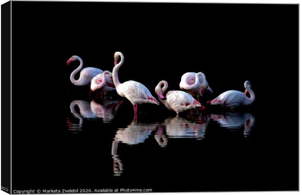 Flamingoes at dusk Canvas Print by Marketa Zvelebil