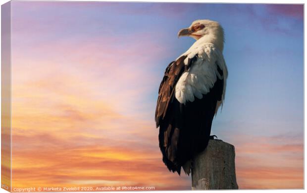 Eagle at sunset Canvas Print by Marketa Zvelebil
