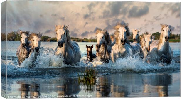 Camargue Horses galloping through water Canvas Print by Marketa Zvelebil