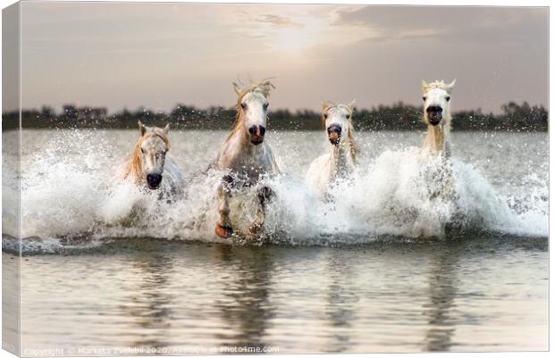 Through water horses gallop Canvas Print by Marketa Zvelebil