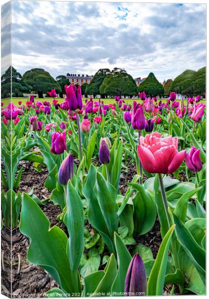 Tulips at Hampton Court Palace Canvas Print by Hiran Perera