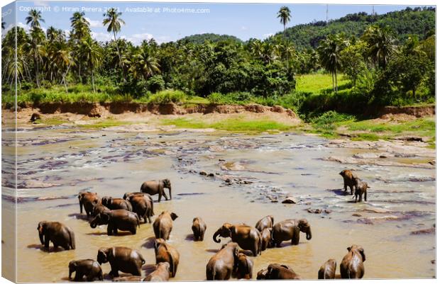 Elephants Sri Lanka Canvas Print by Hiran Perera