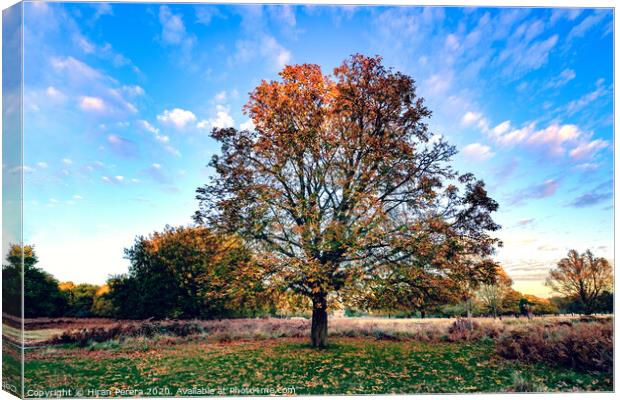 Autumn Sunset, Glowing Tree at Richmond Park Canvas Print by Hiran Perera