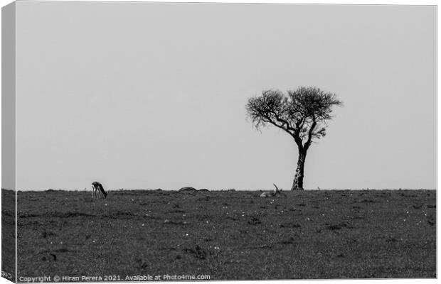 Lone Acacia Tree with Thomson's gazelle, Maasai Mara, Kenya Canvas Print by Hiran Perera