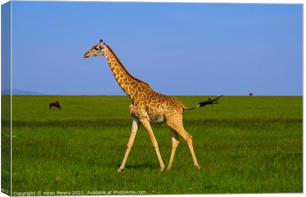Giraffe Masai Mara Kenya Africa Canvas Print by Hiran Perera