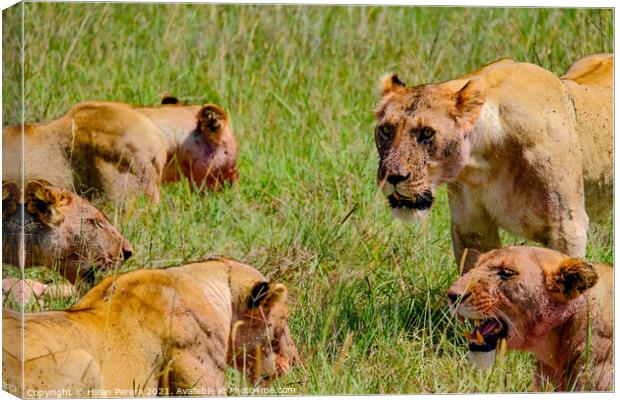 Lions after a kill, Masai Mara, Kenya Canvas Print by Hiran Perera