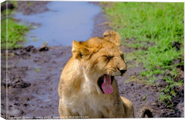 Lion Cub Yawning Canvas Print by Hiran Perera