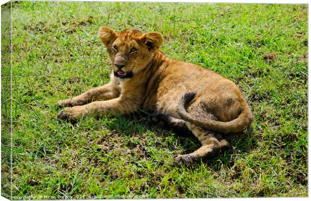 A Lion Cub lying in the grass, Masai Mara, Kenya Canvas Print by Hiran Perera