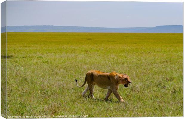 Lion walking in the Masai Mara, Kenya Canvas Print by Hiran Perera