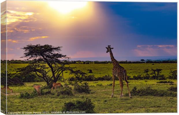 Giraffe takes in the sunset, Masai Mara, Kenya Canvas Print by Hiran Perera