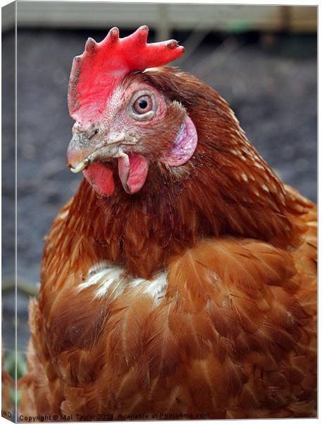 MOTHER HEN Canvas Print by Mal Taylor Photography