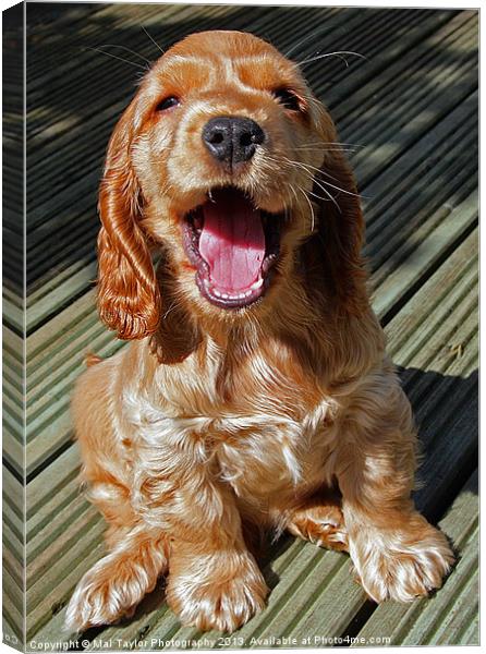 WHATS FUNNY? Canvas Print by Mal Taylor Photography