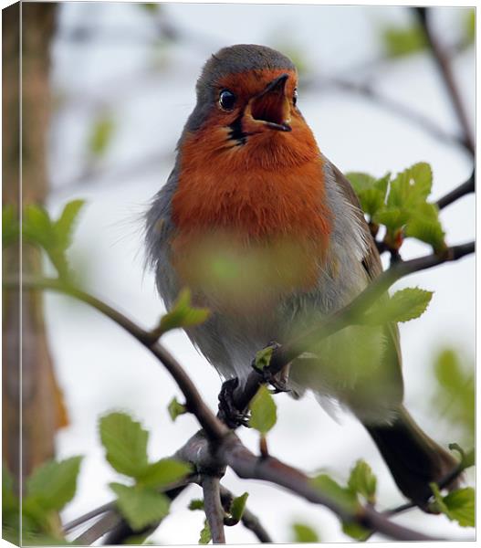 ROBINS MORNING SONG Canvas Print by Mal Taylor Photography
