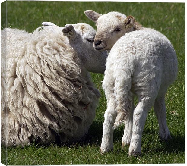 ITS EWE AND ME MUM Canvas Print by Mal Taylor Photography