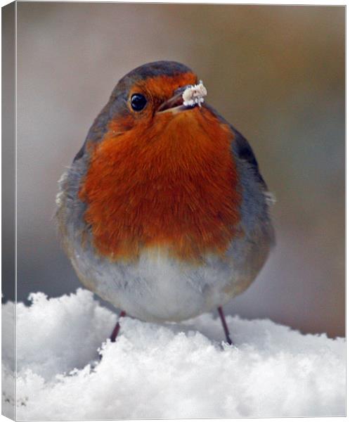 Robin' food? Canvas Print by Mal Taylor Photography