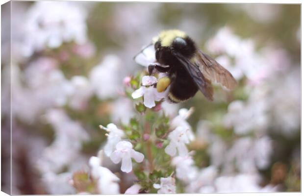 Bee a flower Canvas Print by Julian Tejeda