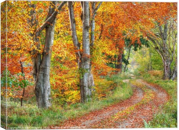 Highland Autumn Splendour October Road Speyside Canvas Print by OBT imaging