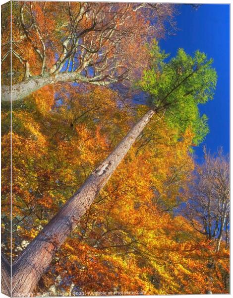 Highland Autumn Splendour Speyside Scotland Rainbow Pine Trunk Route Canvas Print by OBT imaging