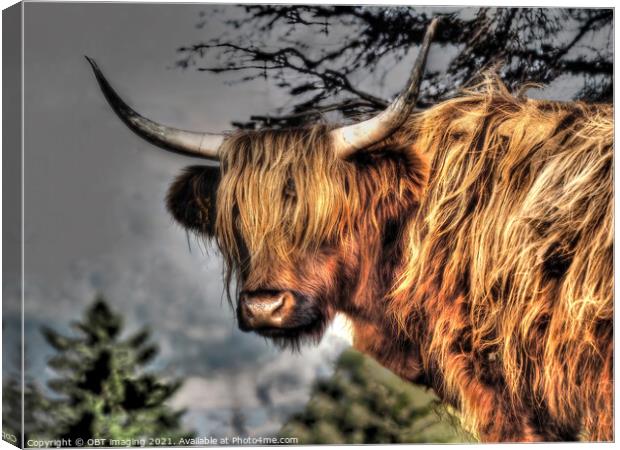 Highland Cow Coo Scottish Highlands Canvas Print by OBT imaging