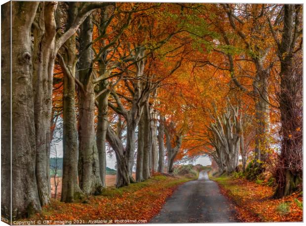 Late Autumn Beech Tree Avenue October Road Gold Rural Scotland Canvas Print by OBT imaging