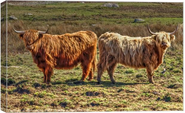 Highland Cattle Cow Coo Scottish Highlands Canvas Print by OBT imaging
