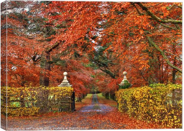 Beech Tree Gates In Autumn Canvas Print by OBT imaging