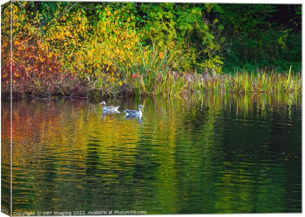 Greylag Geese Autumn Reflection Lake Canvas Print by OBT imaging